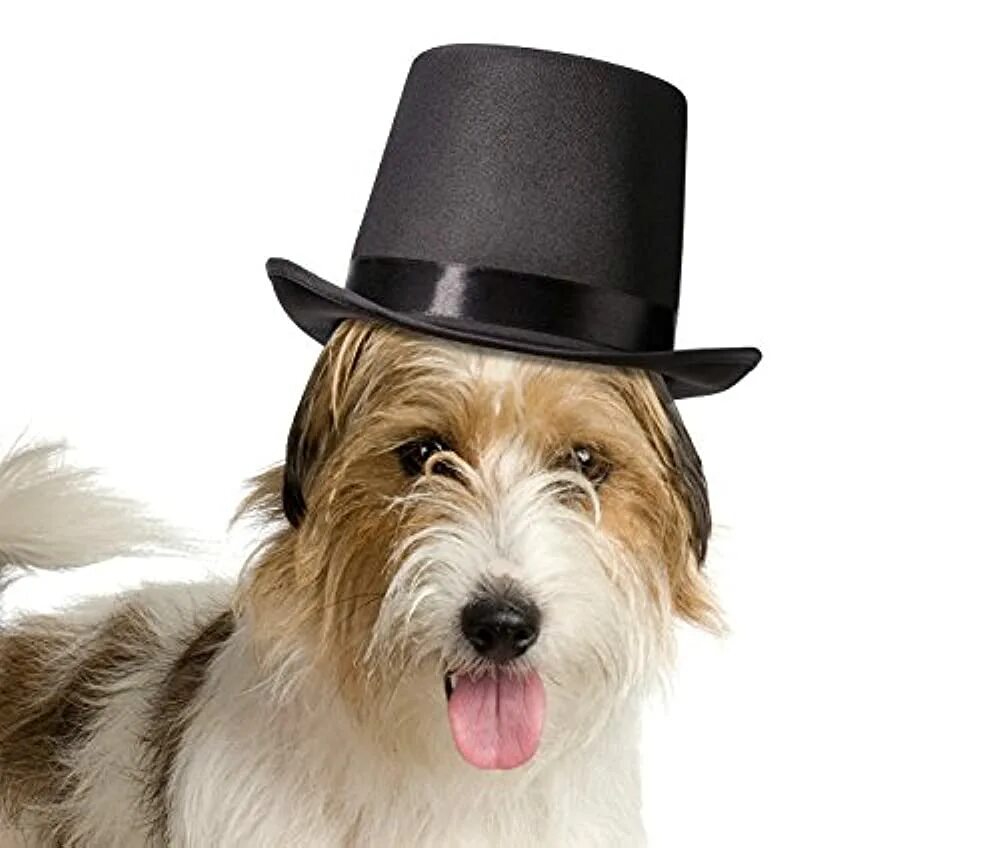Пес шляпа. Шляпки для собак. Собака в шляпе. Дог with hat. Рваная шляпа и собаки.