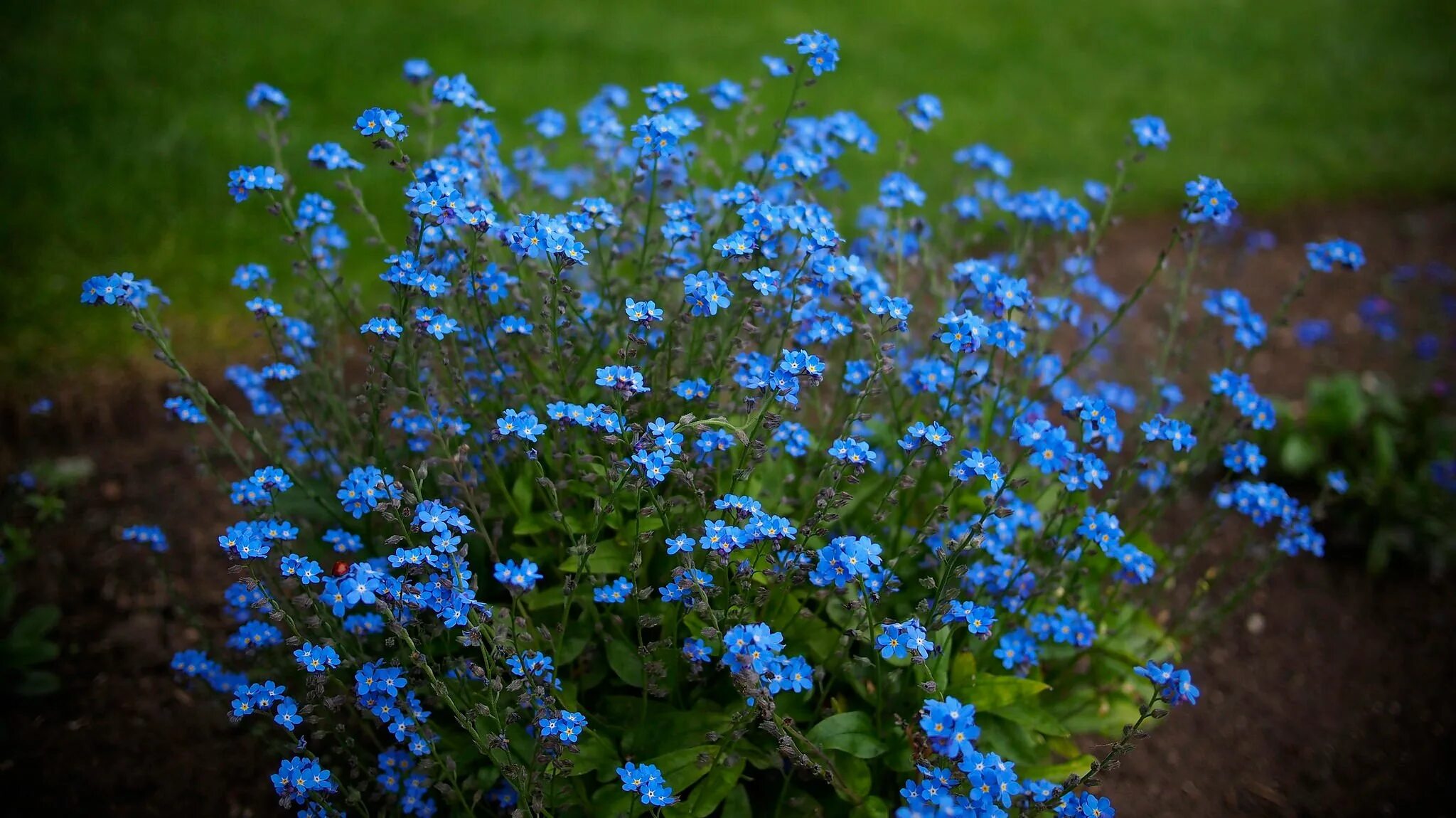 Незабудка Лесная Форгетминот. Незабудка Полевая (Myosotis arvensis). Незабудка Садовая голубая. Незабудка голубые глазки многолетник.