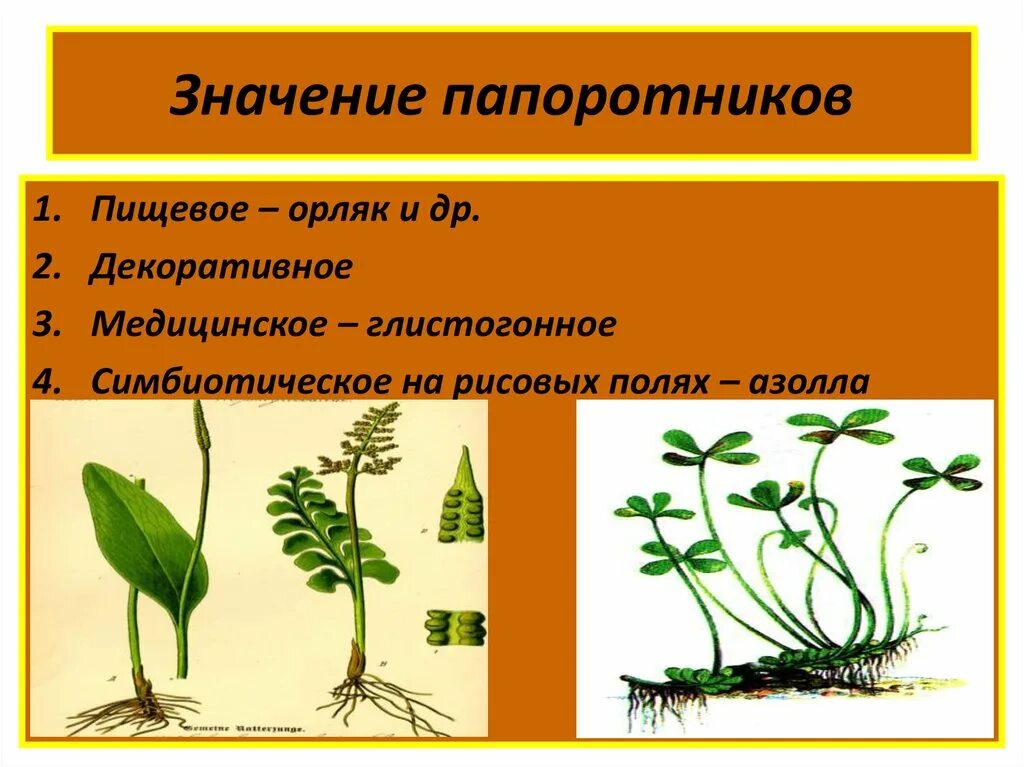 Значение папоротников в жизни природы. Значение папоротников. Значение папоротниковидных. Значение папоротникообразных. Значение папоротниковидных растений.