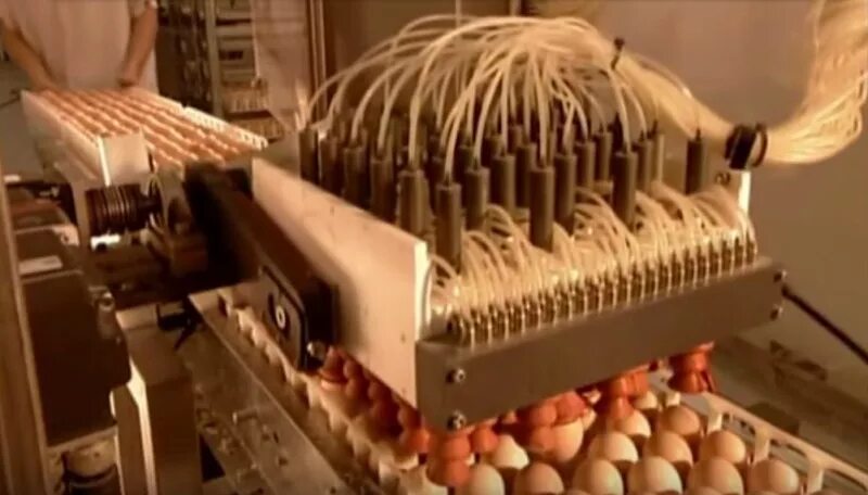 Реклама машинки для яиц. Машины для вакцинации яиц. Вакцинация яиц в инкубатории. Инкубатор на 200 яиц.