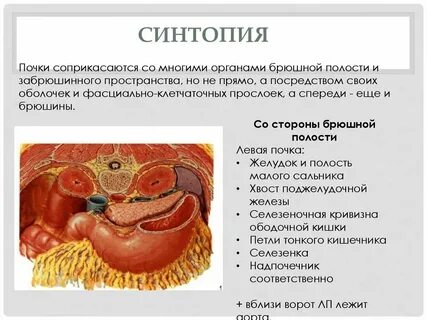 Синтопия