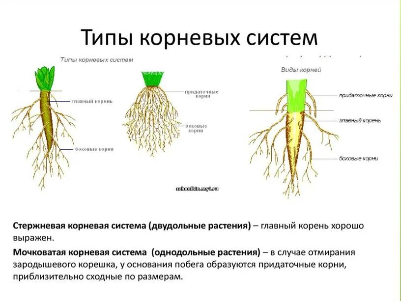 Формирование вегетативных органов