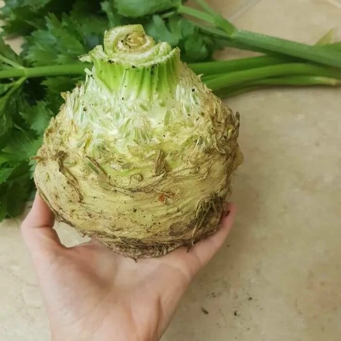 Куда можно использовать сельдерей. Сельдерей кочанный. сельдерей клубневый. сельдерей корневой агрос. сельдерей черешковый корень.