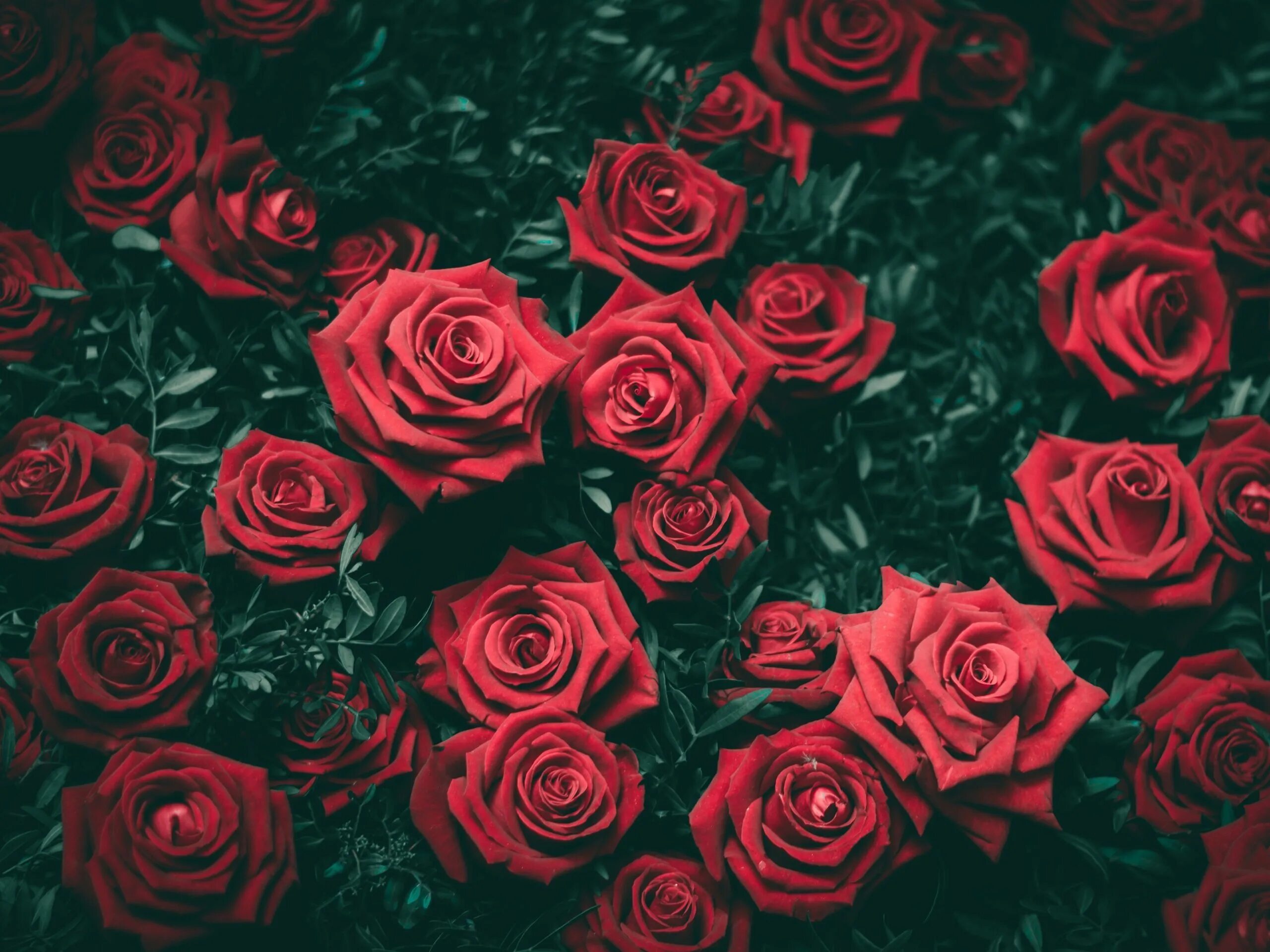 Розы занозы ютуб. Красные розы. Розы фон. Шикарные цветы.