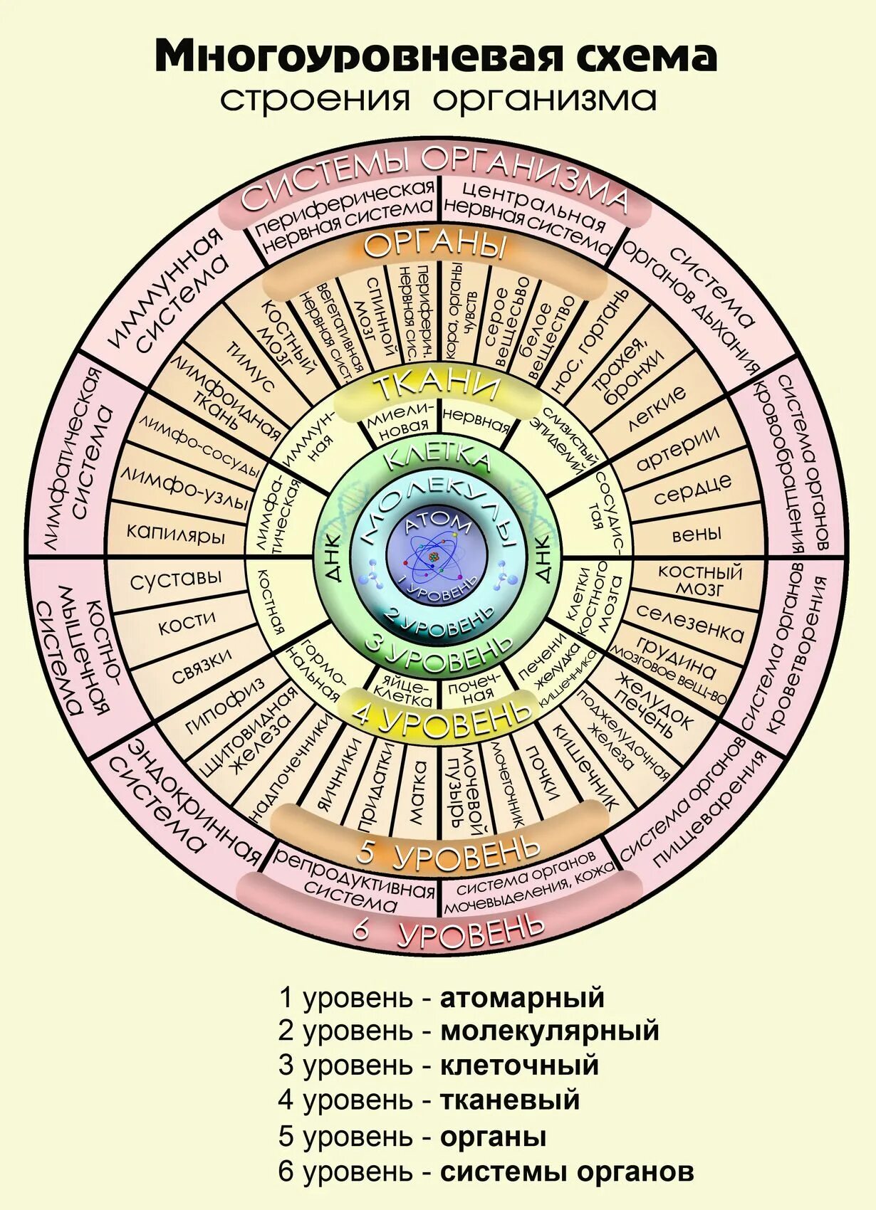 Список систем организма. Системы организма. многоуровневая модель строения организма. системы человеческого организма. 12 систем организма человека.