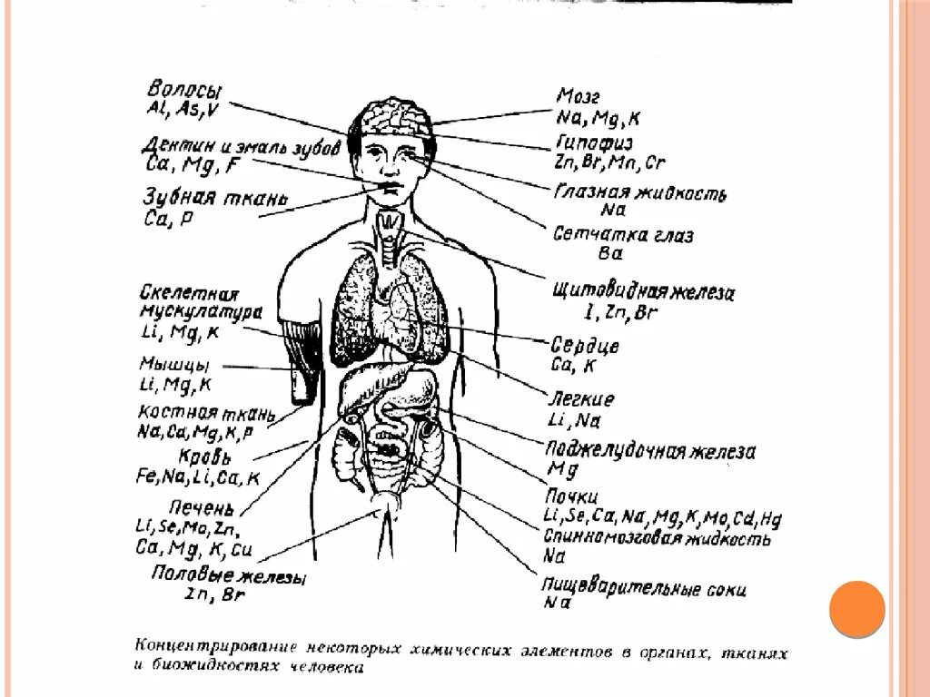 Их в организме человека. Химические элементы в организме человека. Элементы металлы в организме человека. Химические элементы в человеческом организме. Металлы в организме человека и их роль.