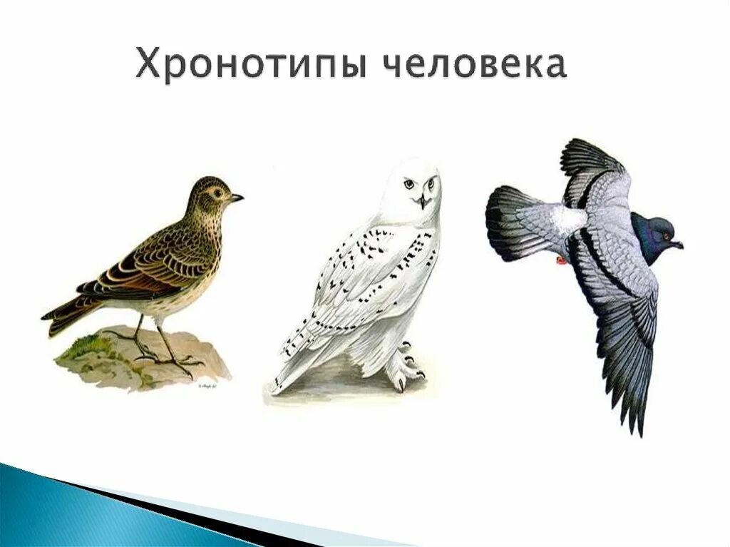 Хронотипы совы жаворонки. Жаворонки совы и голуби хронотипы человека. Биоритмы сова жаворонок голубь. Хронотипы совы жаворонки. Хронотипы человека.
