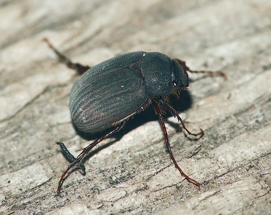 Жук дровосек титан. Carabus hortensis. Большие жуки подмосковья. Жук-носорог пластинчатоусые. Большие жуки подмосковья.