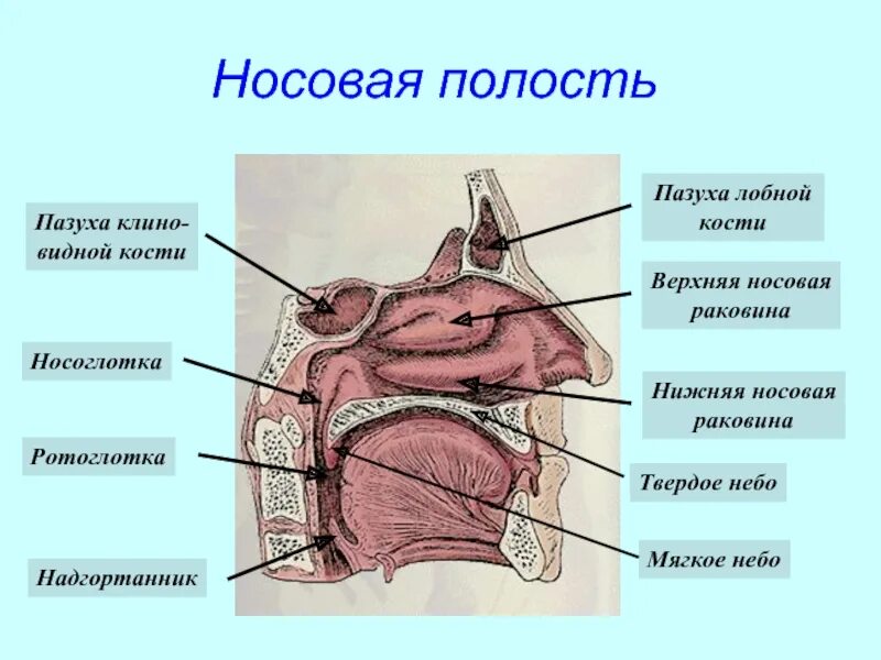 Дыхательная система человека анатомия полость носа. Строение носовых носовые полости. Носовая полость строение анатомия. Строение носа и носовой полости.