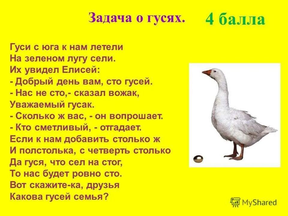 Стих о Гусе. Загадка про гуся. Стихотворение про гуся. Задача про гусей. Текст про гусей