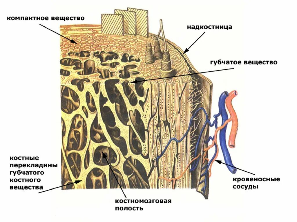 Трубчатая костная ткань. Губчатое и компактное вещество костной ткани. Надкостница компактное и губчатое вещество. Строение компактного вещества трубчатой кости. Микроскопическое строение трубчатой кости.