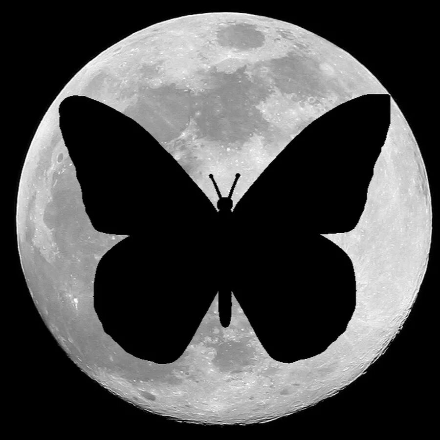 Бабочка Луна. Бабочка и полнолуние. Полная Луна и бабочки. Луна бабочка лица.