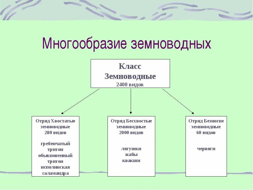 Охраняемые лягушки. Многообразие земноводных значение в природе. Поль земелаодных в природе. Роль земноводных в природе. Многообразие земноводных.