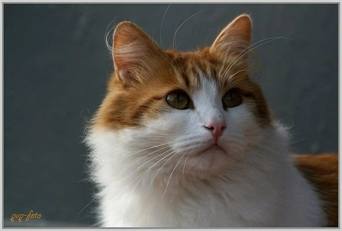 кот марсик рыжий. котенок марсик. марсик сырбов. и красивых марсика. кот марсик фото.