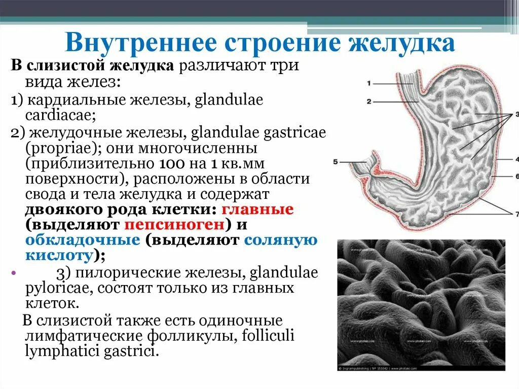 Внутреннее строение желудка анатомия. Слизистая оболочка желудка строение. Строение внутреннего слоя желудка. Строение и функции желудка кратко. Внутреннее строение желудка