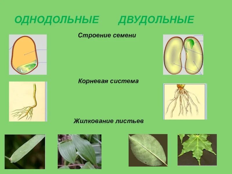 Корни двудольных и однодольных растений. Однодольные и двудольные растения. Листья однодольных и двудольных растений. Однодольные и двудольные листья. Жилкование однодольных и двудольных.