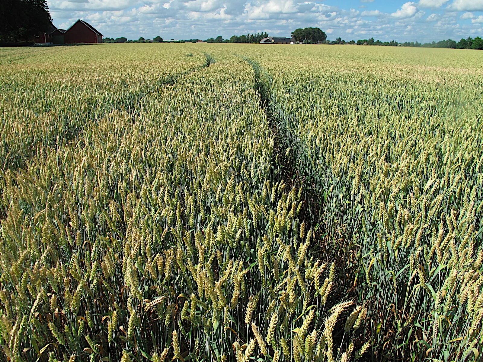 Посев пшеницы. Пшеница растет. Земледелие. Интенсивное сельское хозяйство.