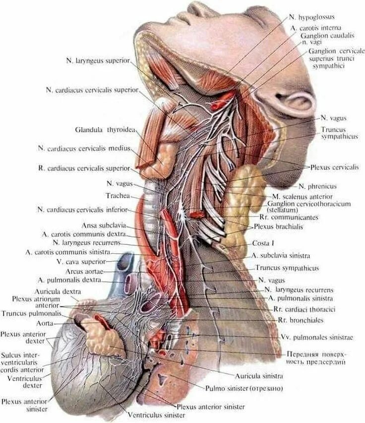 Верхний шейный узел симпатического ствола. Ветви шейно-грудного (звёздчатого) узла симпатического ствола. Узлы шейного отдела симпатического ствола. Верхний шейный симпатический ганглий. Ствол латынь
