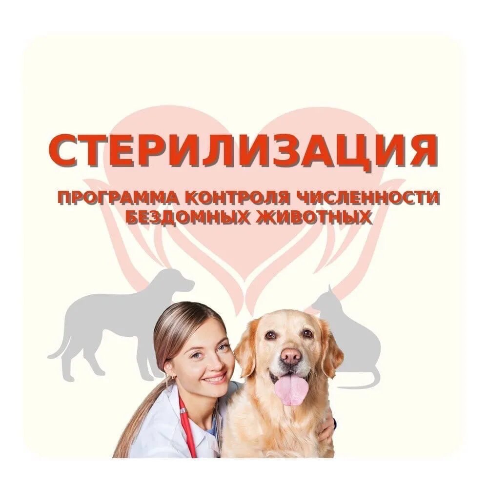 Листовки стерилизация животных. Плакат стерилизация животных. Хочу стерилизовать. Хочу стерилизовать. Стерилизация кошки рисунки.
