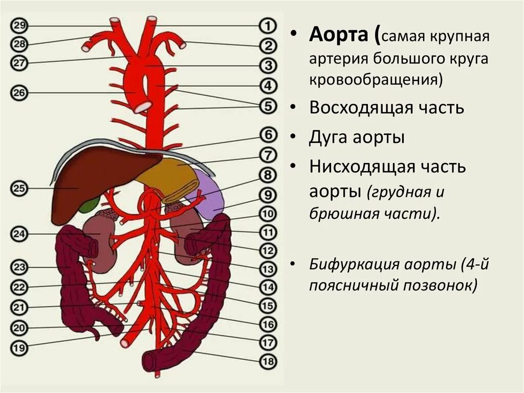 Аорта направление движения. Ветви грудной аорты анатомия. аорта большой круг кровообращения. ветви нисходящей части аорты. грудная часть аорты анатомия.
