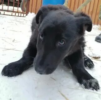 Собака иркутск
