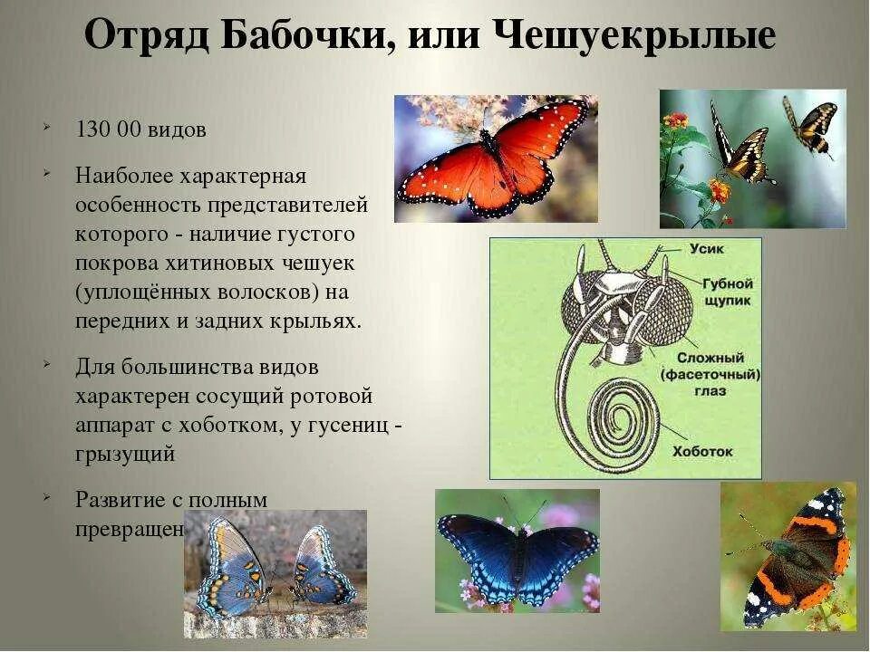 Отряд чешуекрылые представитель7 класс. Отряд чешуекрылые бабочки. Биология 7 класс отряд чешуекрылые. Чешуекрылые отряд насекомые общая характеристика.