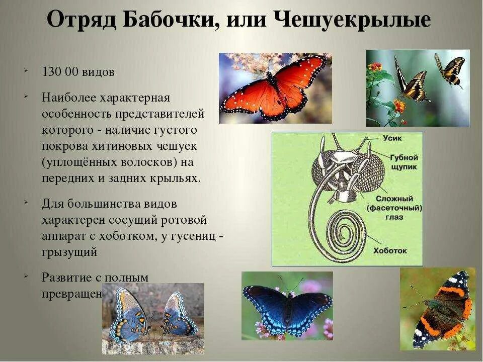 Отряд чешуекрылые или бабочки представители. Отряд чешуекрылые или бабочки представители. Презентация на тему бабочки. Бабочки различают цвета. Бабочки для презентации.