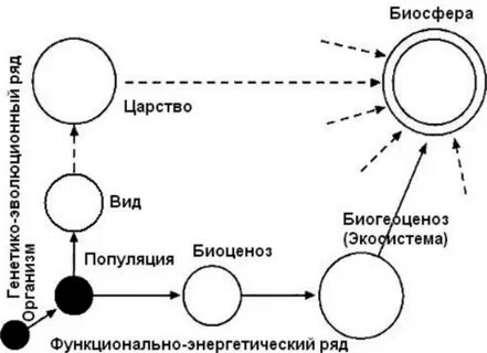3 популяция экосистема