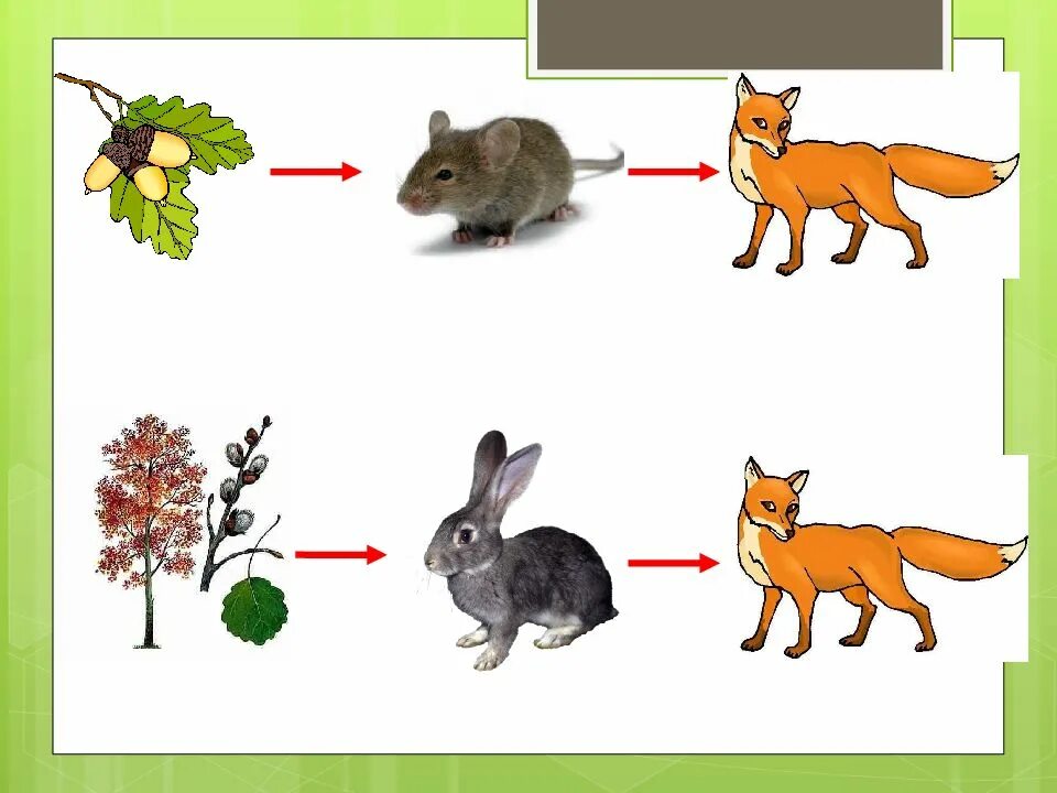 Животные окружающий мир 3 класс видеоурок. Цепь питания осина заяц волк. Пищевая цепочка осина заяц волк. Цепь питания для детей. Цепи питания животных.