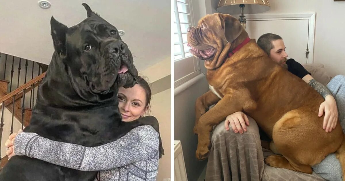 Люблю больших собак. Большие собаки. Огромные собаки. Самые большие собаки картинки. Самые большие огромные собаки.