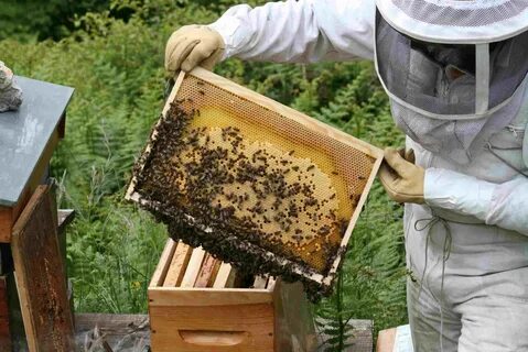 Лакомство пчел