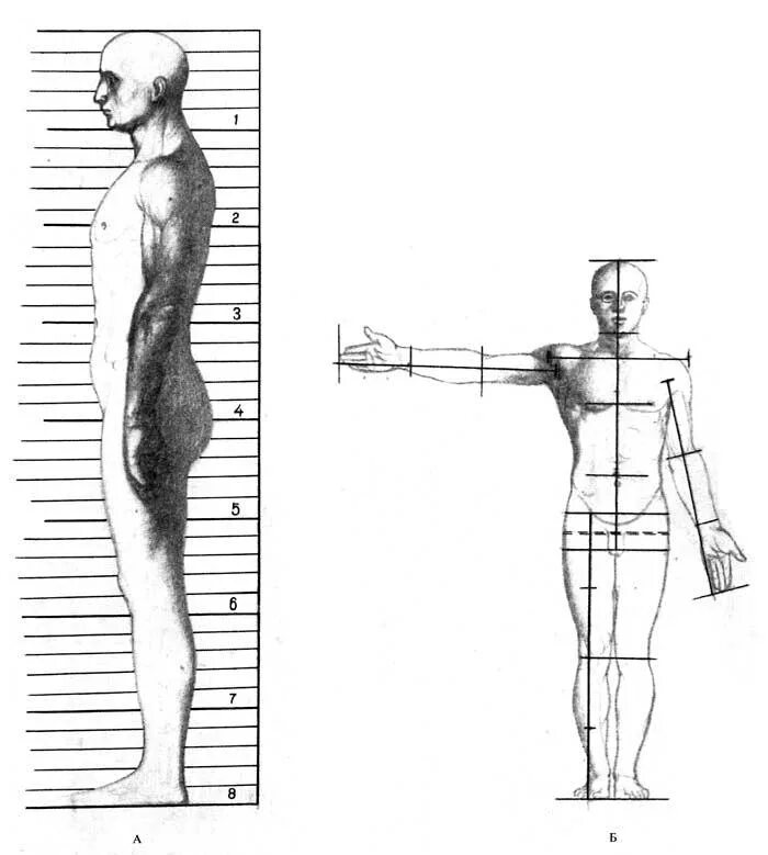 Длина рук составляет. Соотношение пропорций тела человека. Пропорции фигуры человека. Пропорции человека для художников. Пропорции человеческого тела рисунок.