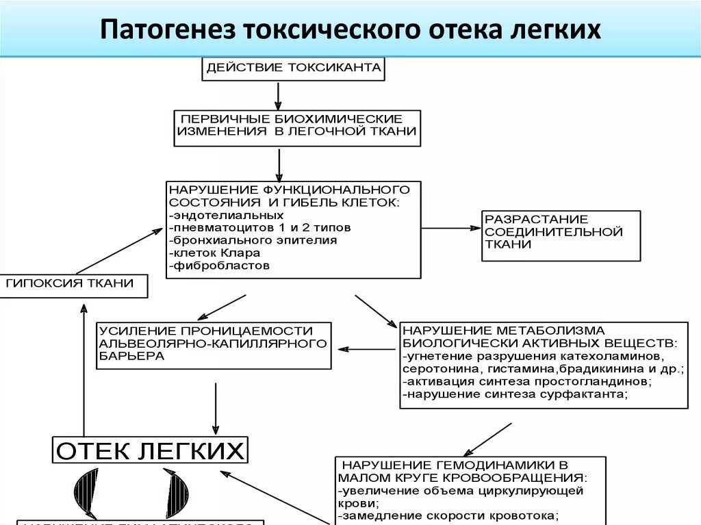 Механизм развития отека легких. Фазы развития токсического отека легких. Механизм развития токсического отека легких. Механизм развития отека легких схема. Отек легких механизм