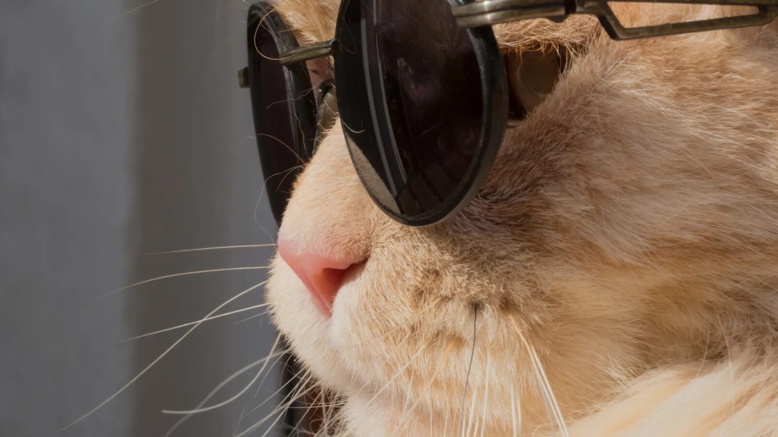 Котик в очках. Рыжий кот в очках. Кошка с очками. Кошечка в очках. Отойди от меня ты воняешь