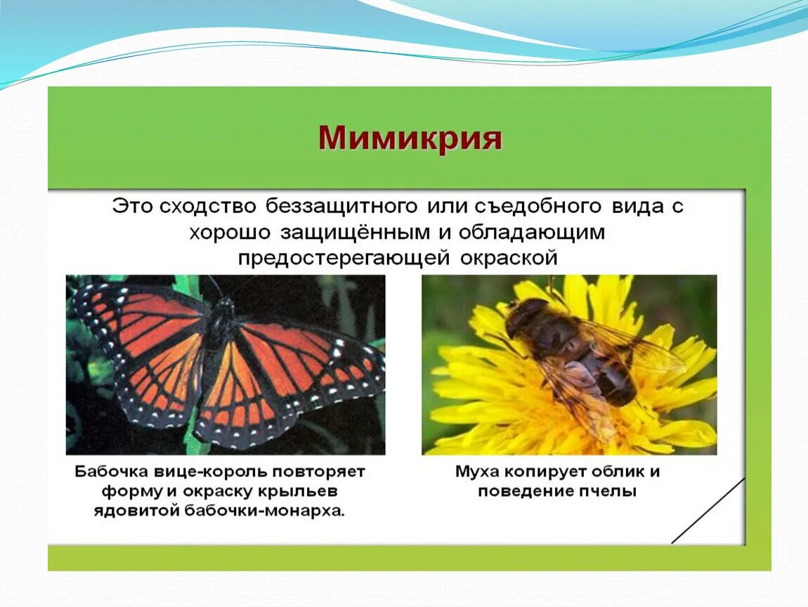 Мимикрия. Адаптации организмов в природе. Приспособления организмов к жизни в природе. Мимикрия у насекомых.