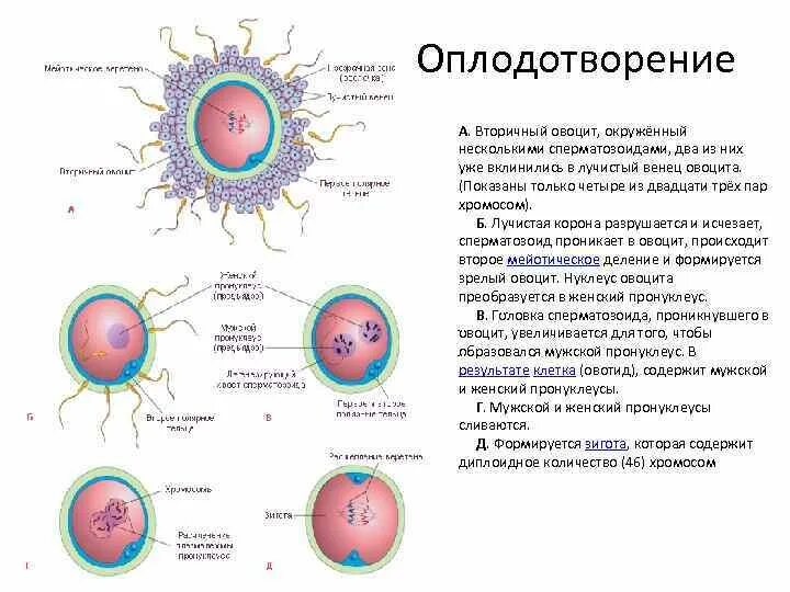 Оплодотворение. Оплодотворение строение у человека. Оплодотворение яйцеклетки. Схема оплодотворения человека. Оплодотворение только при наличии воды