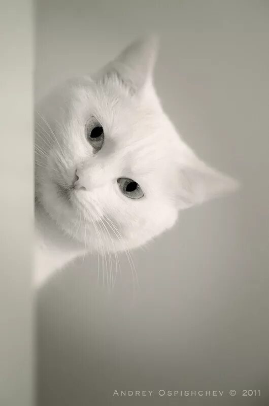 Мем выглядывает. Белый котик. Кошка белая. Белый котенок выглядывает. Морда кота выглядывающая из за угла.