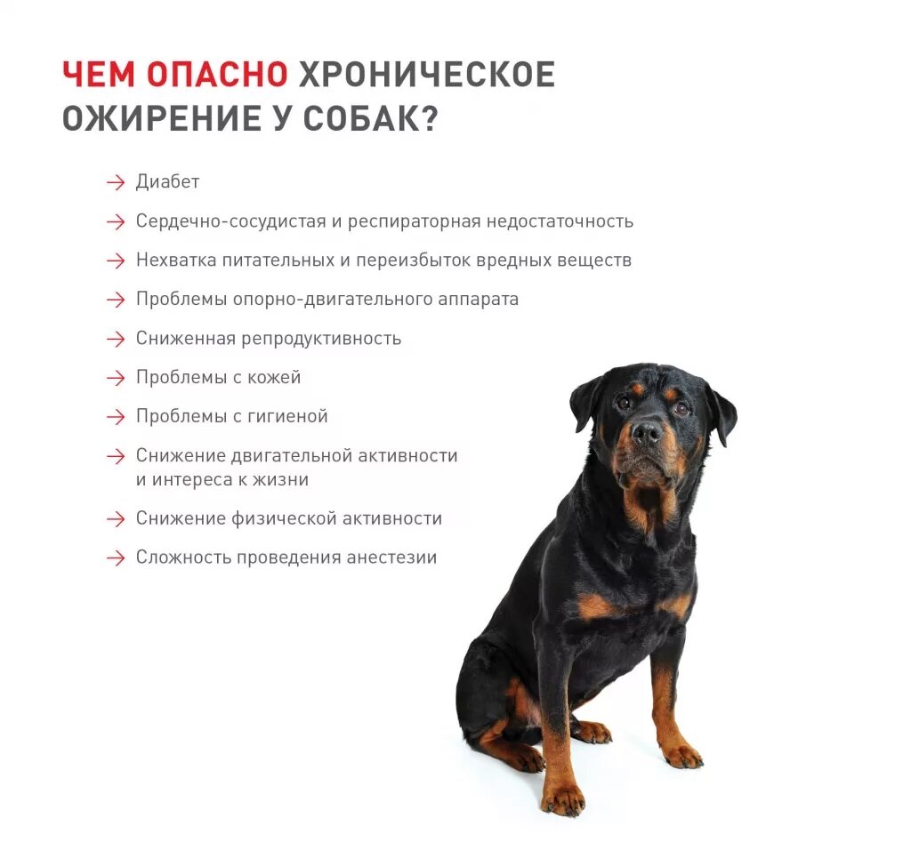 Шпиц лишний вес. Причины ожирения у собак. Оценка упитанности собак. Лабрадор ретривер ожирение. Степени ожирения у собак.