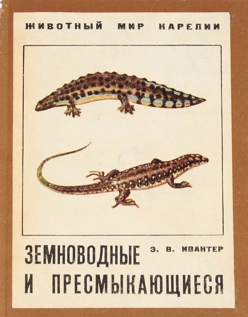 ящерица и тритон сходство и различие. ящерица и тритон сходство и различие. саламандра. тритон ящерка. пресмыкающиеся тритон.