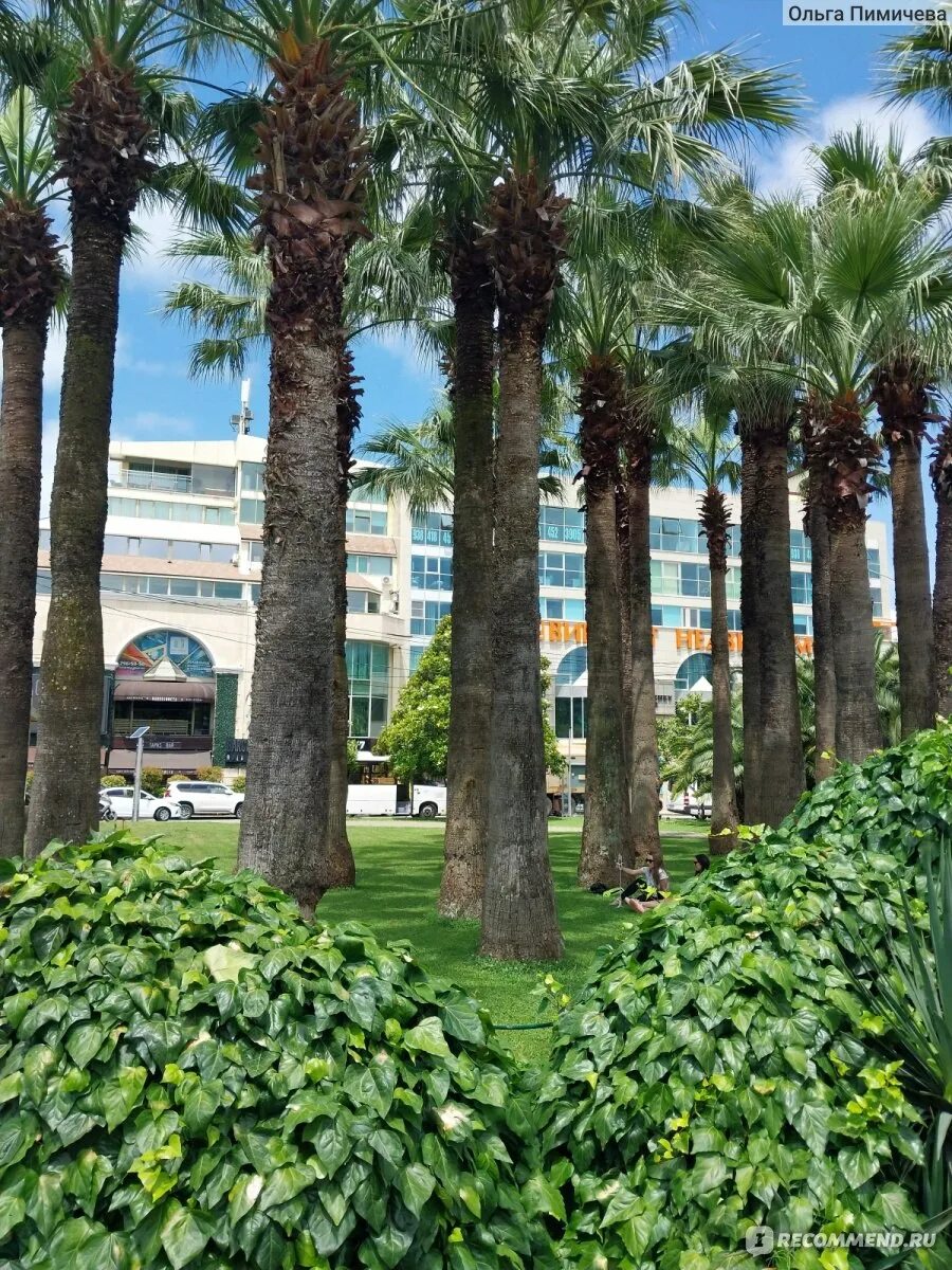 Plants and friends. Кооперативный сквер Сочи пальмы. Сосна с пальмой в Сочи. Сочи центр пальмы.