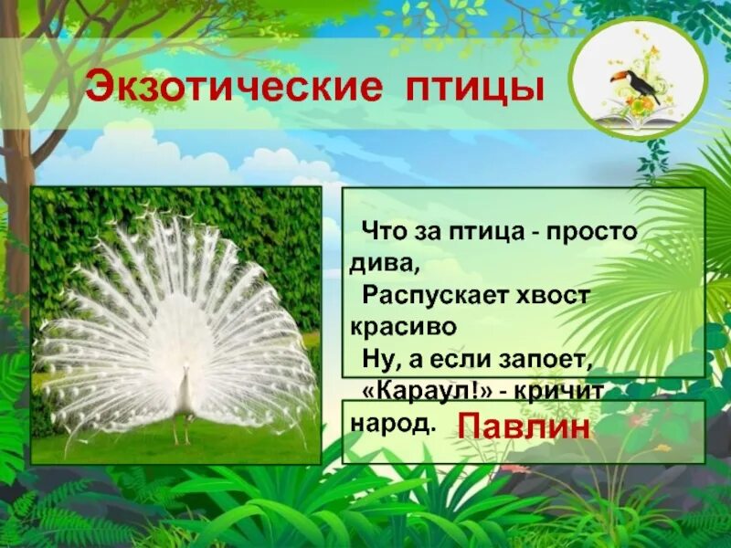 При низких температурах воздуха птицы распушают. “Экзотические птицы” цель и ход занятия в средней. Что за птица что за диво. Пускай хвост распустит.