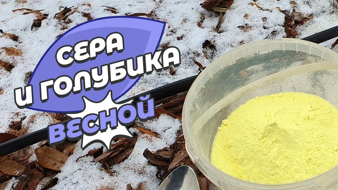 Коллоидная сера для голубики. Подкислить почву для голубики. Сера удобрение для голубики. Закисление почвы для голубики.