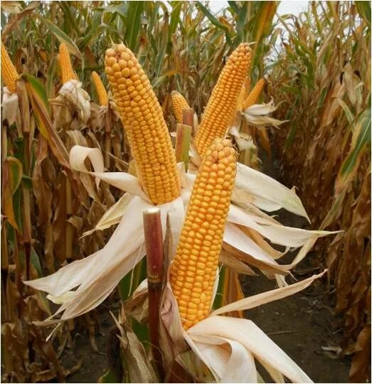Семена черноземья. Кукуруза гибрид мас14г. Сканди гибрид кукурузы. Гибрид кукурузы ФАО 320. Растение похоже на семена кукурузы.