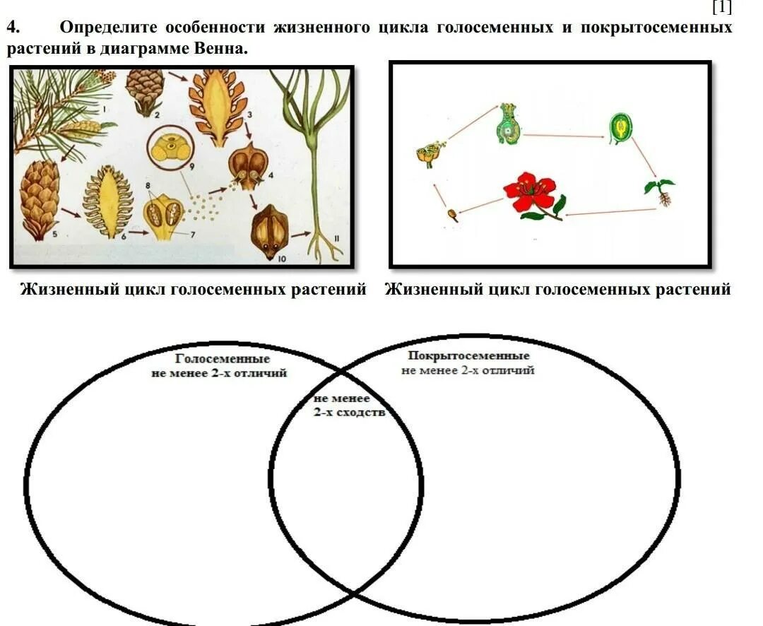 Определите особенности жизненного цикла. Особенности жизненного цикла голосеменных. Жизненный цикл голосеменных и покрытосеменных. Жизненный цикл покрытосеменных растений. Циклы развития голосеменных и покрытосеменных растений.