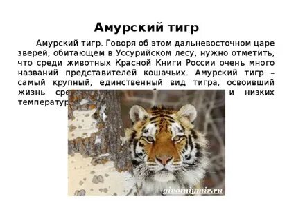 Амурский тигр доклад 4 класс окружающий мир