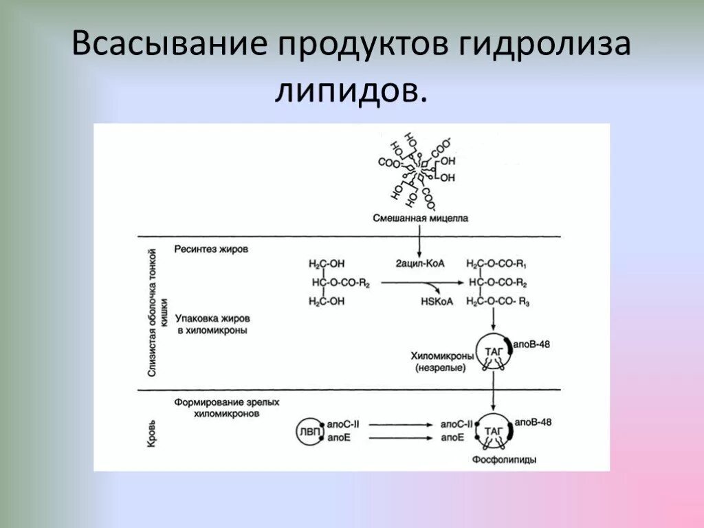 Механизм всасывания продуктов гидролиза липидов в тонком кишечнике.. Механизм всасывания продуктов гидролиза жиров. Механизм всасывания продуктов гидролиза липидов в кишечнике. Всасывание липидов биохимия схема. Гидролиз жиров ферменты