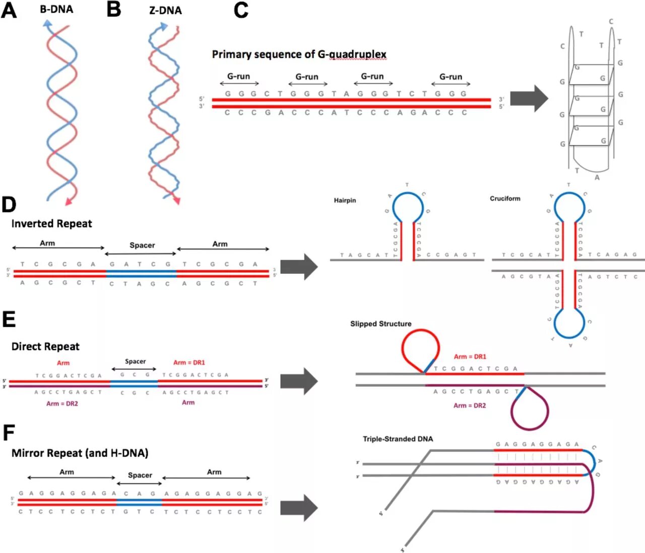 Secondary structure of DNA. DNA sequence. DNA NANOBALL sequencing. B-ДНК.