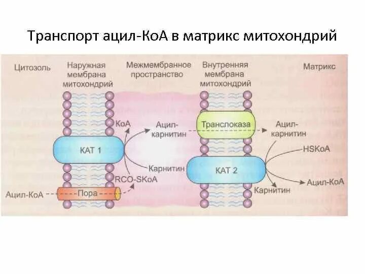 Завершается в митохондриях какой обмен. Окисление жиров в митохондриях.