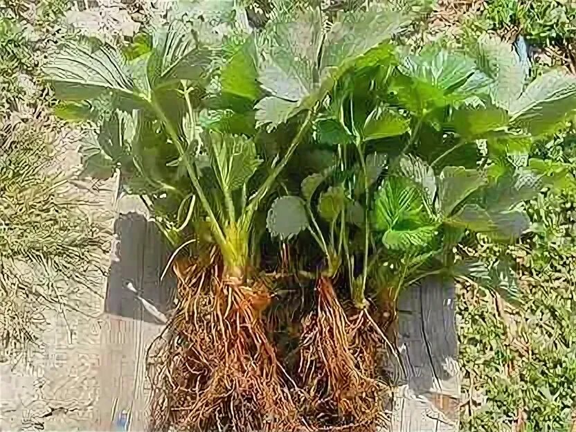 Дачник купил а саженцев клубники. Дачник купил а саженцев клубники