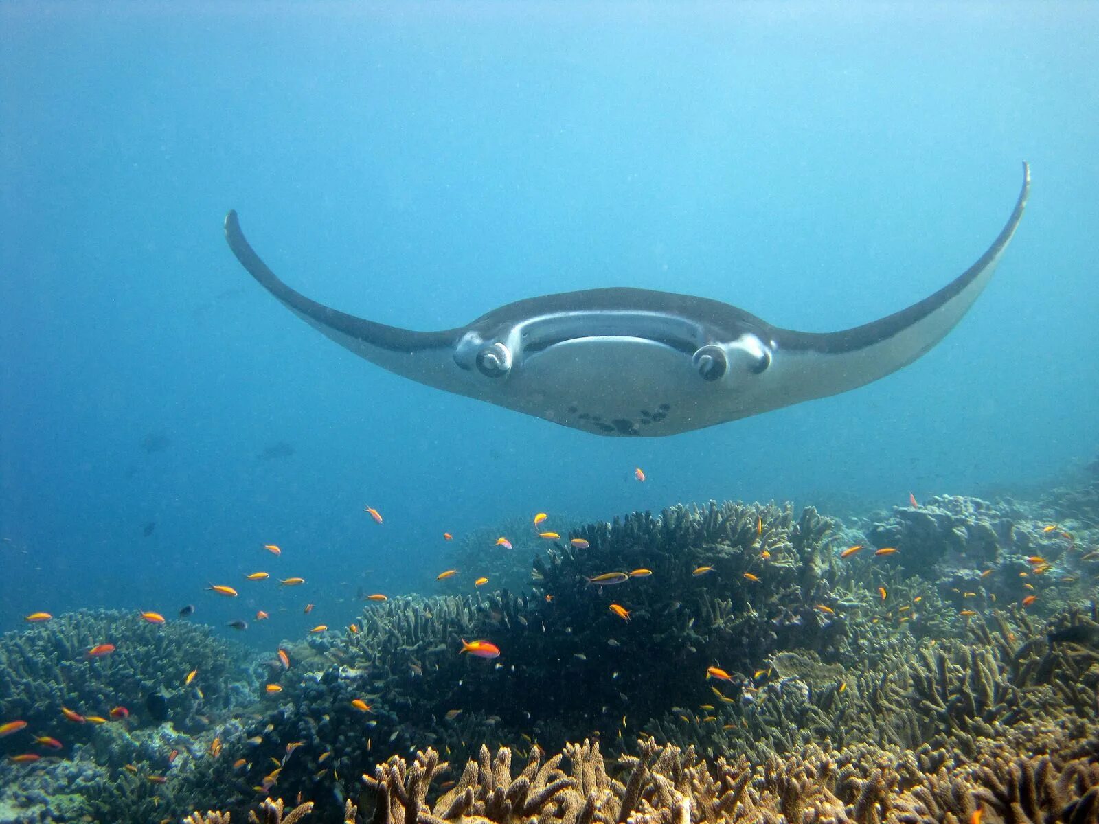 Manta pacific. Морской дьявол Скат Манта. Гигантский Скат Манта. Королевская Манта Скат. Океанический Манта-Рей.